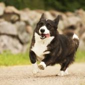 welsh corgi cardigan