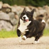 Welsh corgi cardigan