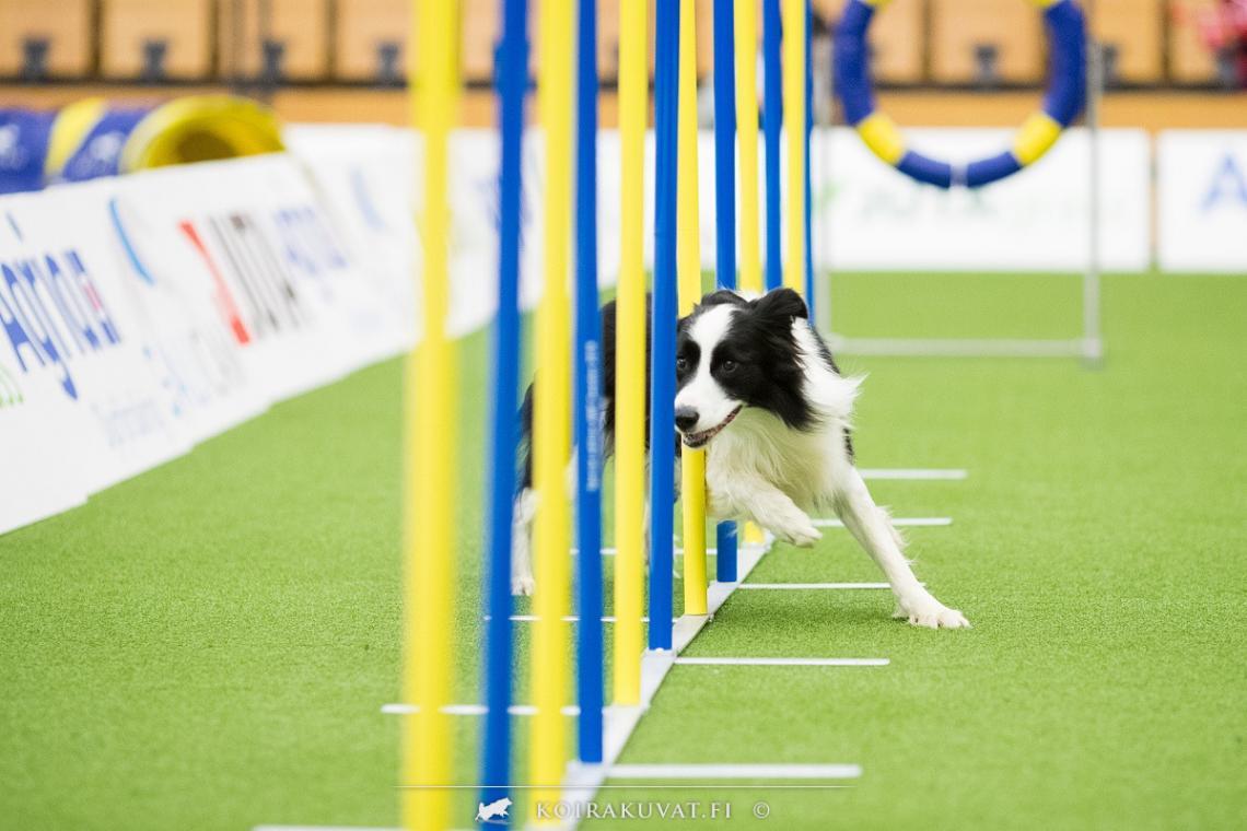 agility