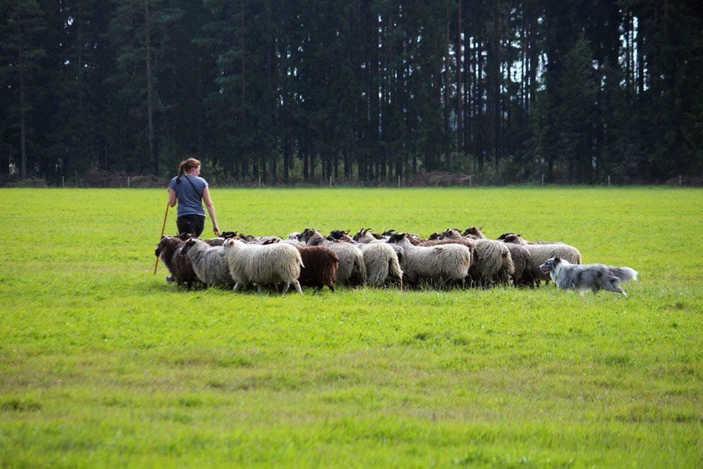 Shetlanninlammaskoira paimentaa