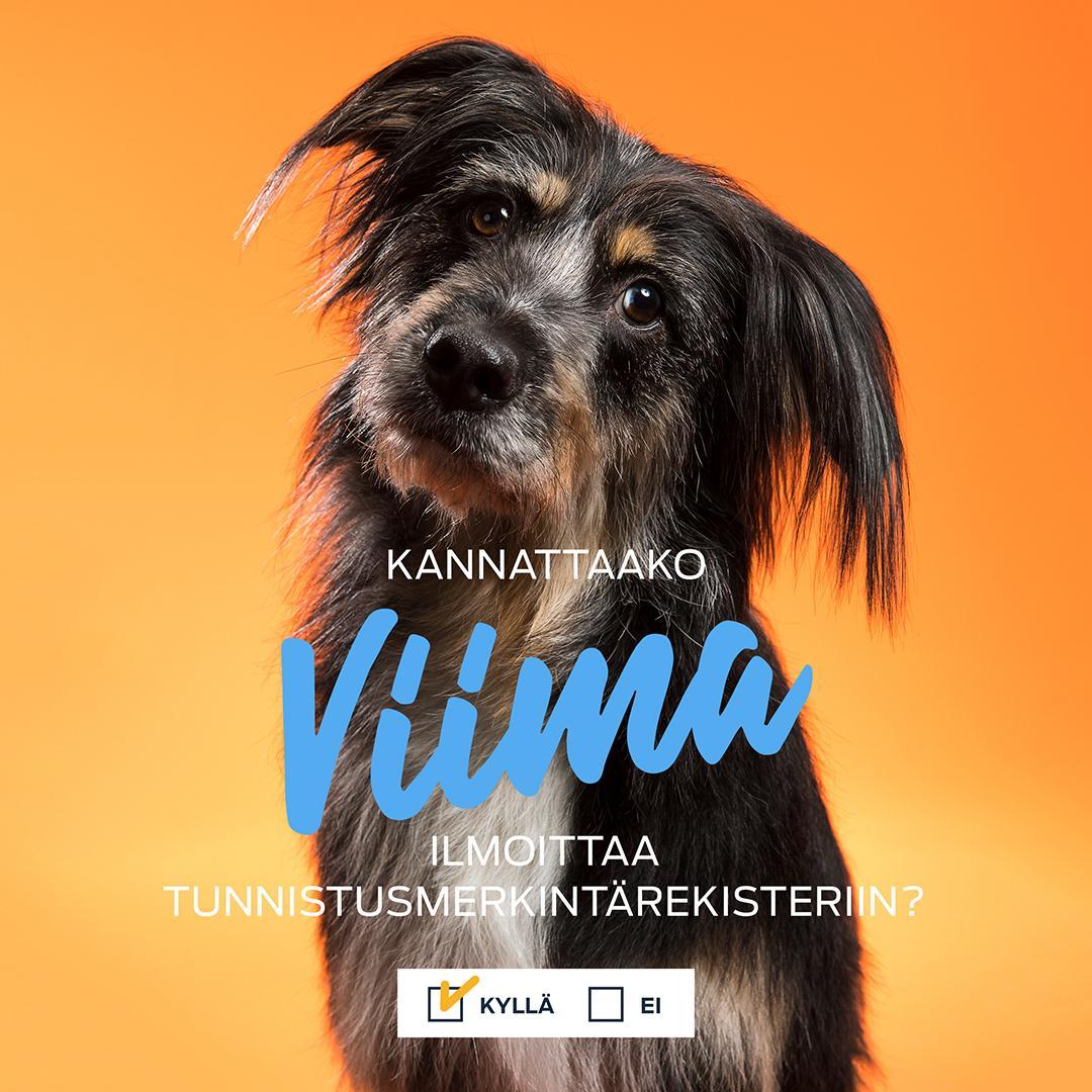 Viima