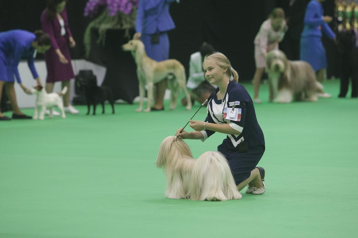 Junior handler Benelux Winner -näyttelyssä