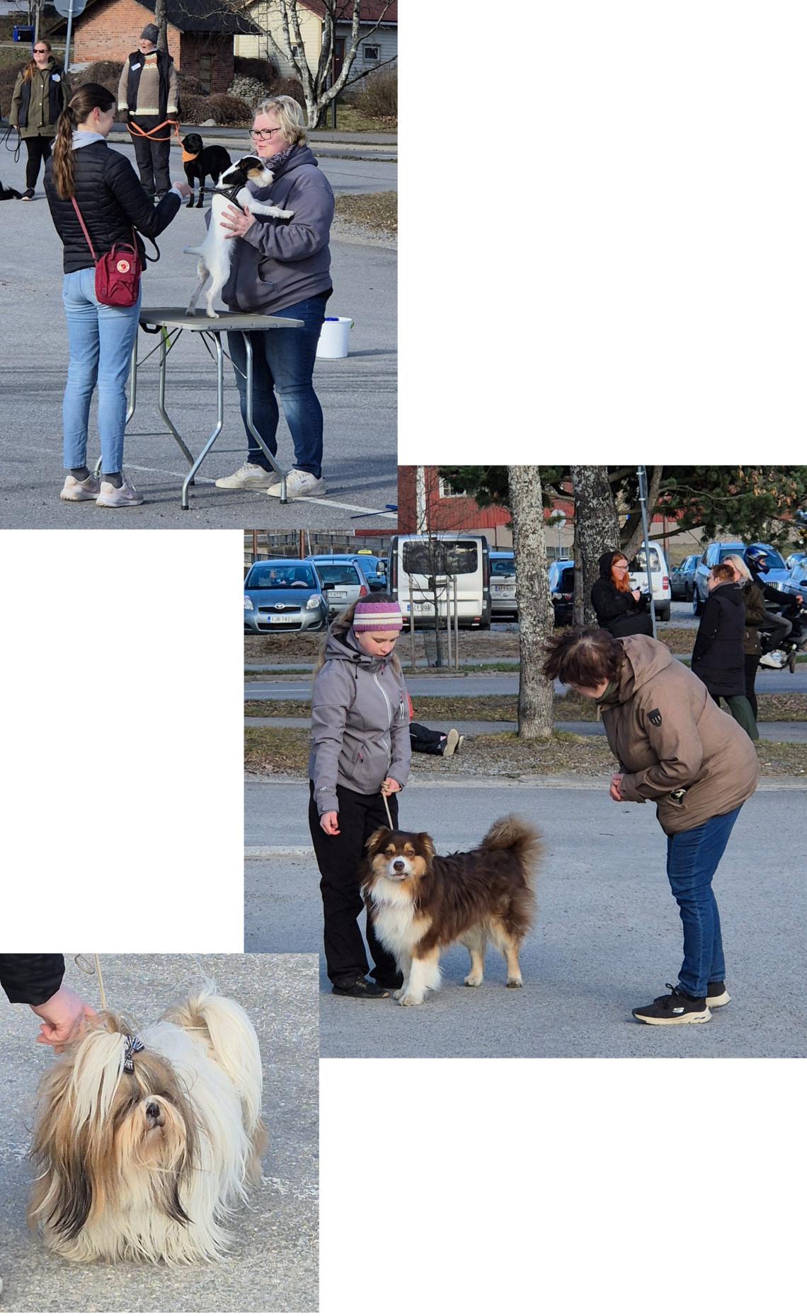 Kuvia Koiranpäivästä