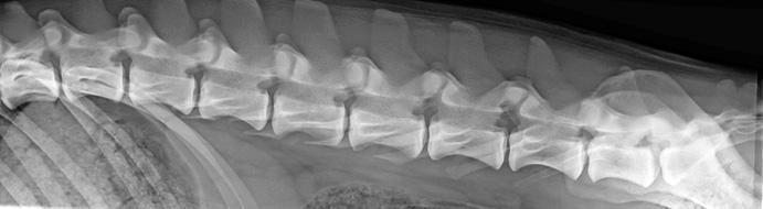 Röntgenkuva koiran lannerangasta