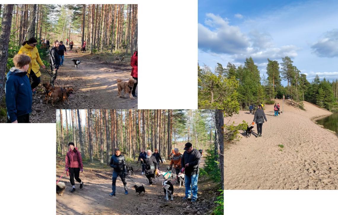 Kuvakollaasi aurinkoisessa säässä yhteislenkillä olevista koirakoista hiekkaharjulla