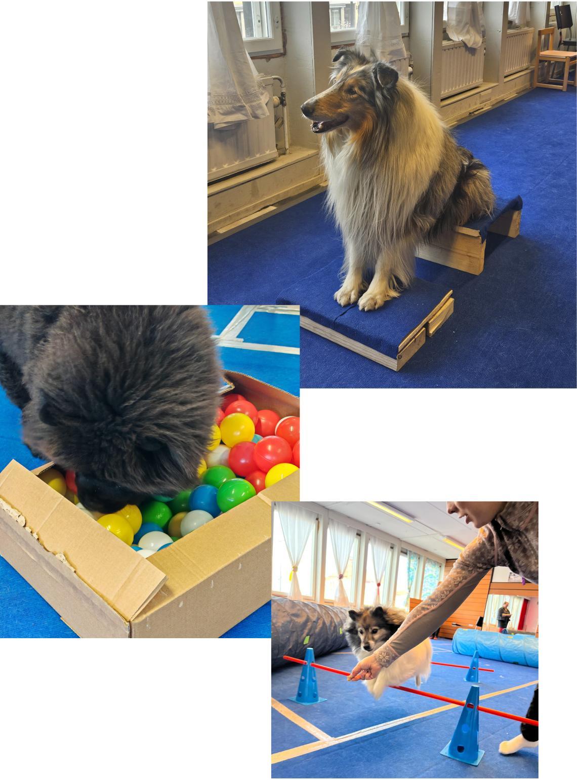 Kuvia Koiranpäivästä