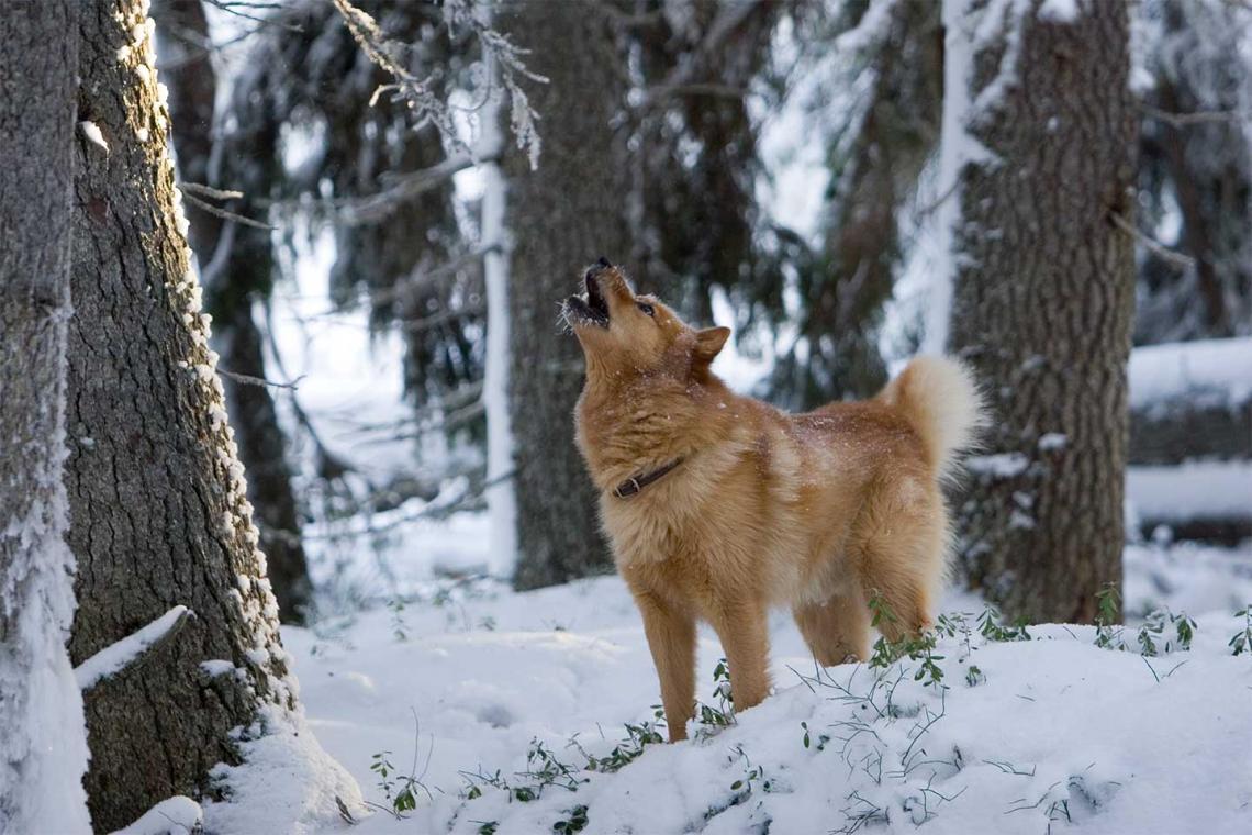 Koira haukkuu