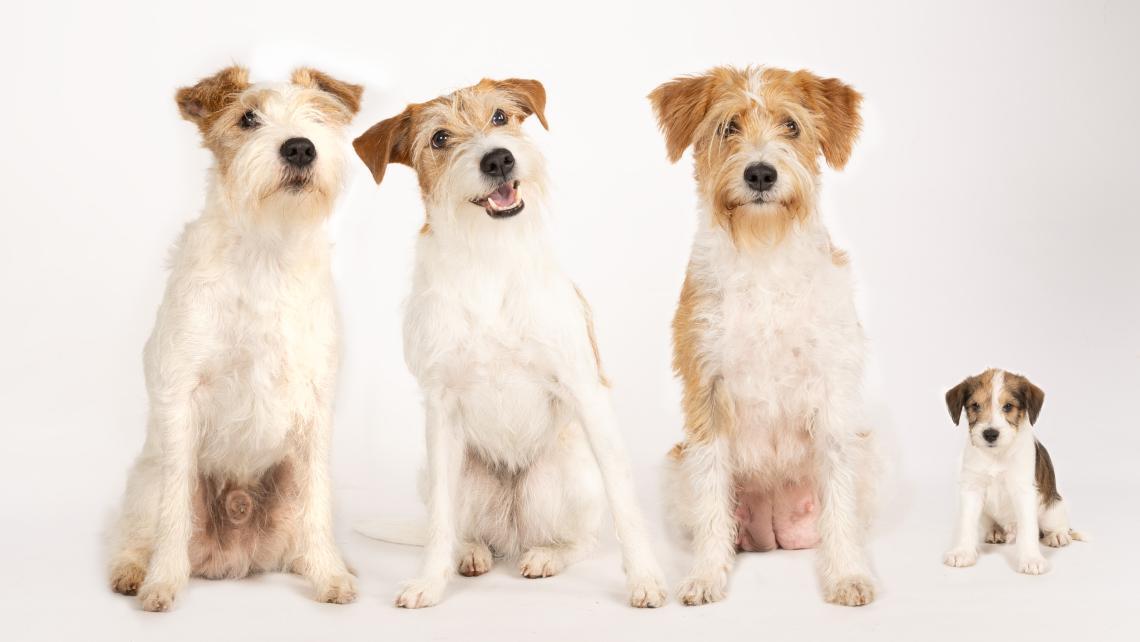 Kromfohrländerin ja parsonin roturisteytyksen neljä sukupolvea