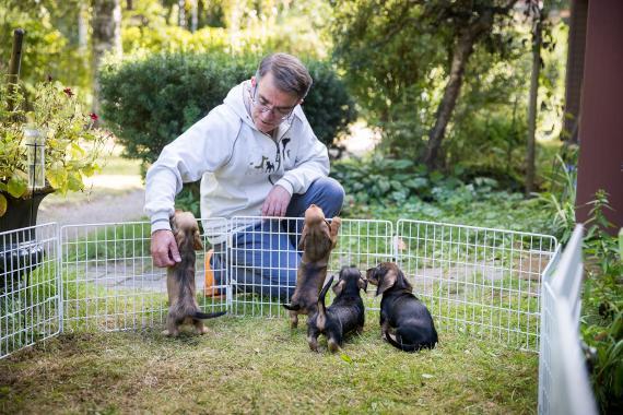 Kasvattaja silittää mäyräkoiran pentuja pihanurmikolla matalan ulkoiluaitauksen yli