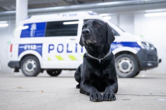 Vuoden poliisikoira 2021 Rami