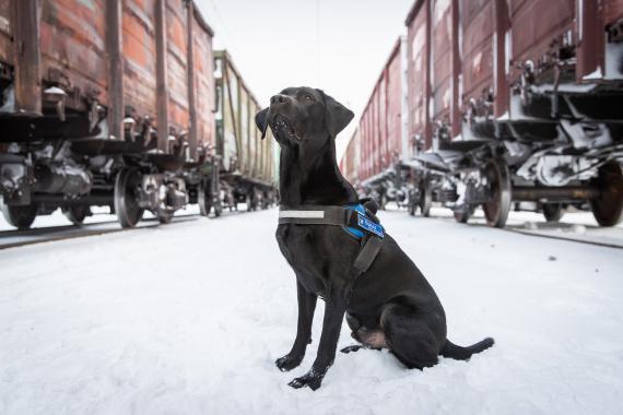 Vuoden tullikoira 2021 Vimma