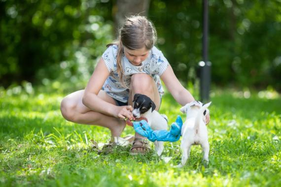 Tyttö ja russelinpentu