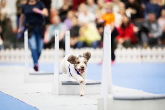 Lagotto flyball-harrastusnäytöksessä