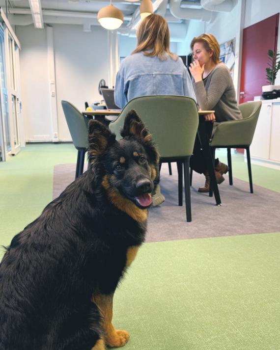 Koira Kajaanin kaupungintalolla Koiranpäivänä