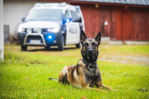 Vuoden poliisikoira Viksu