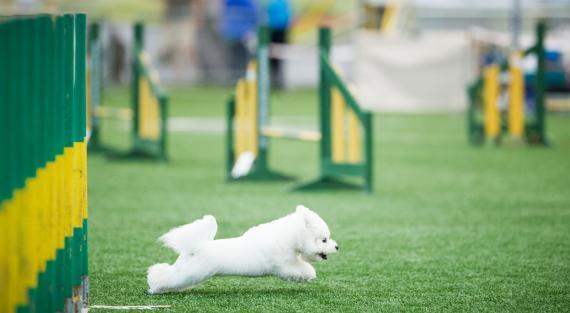 Valkoinen koira juoksemassa agilityradalla