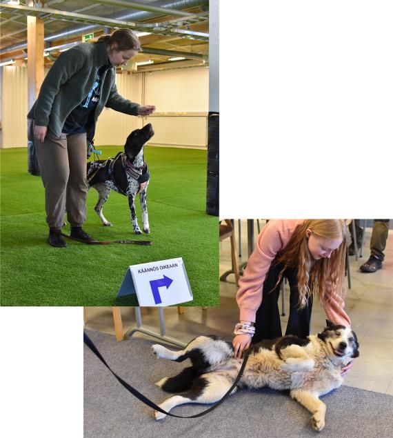 Kuvia Koiranpäivästä