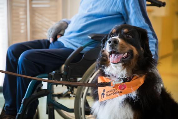 Pyörätuolissa istuva mies silittää berninpaimenkoiraa, jolla on kaulassaan Kennelliiton kaverikoirahuivi.