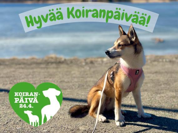 Suomen Lunnikoirayhdistys ry