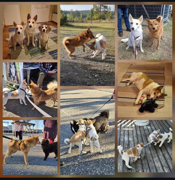 Somekuva Koiranpäivästä