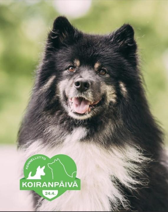 Somekuva Koiranpäivästä
