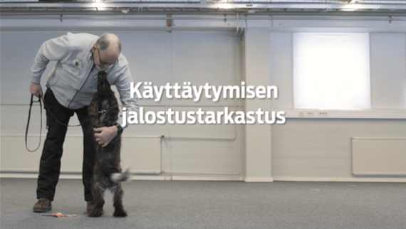 Käyttäytymisen jalostustarkastus