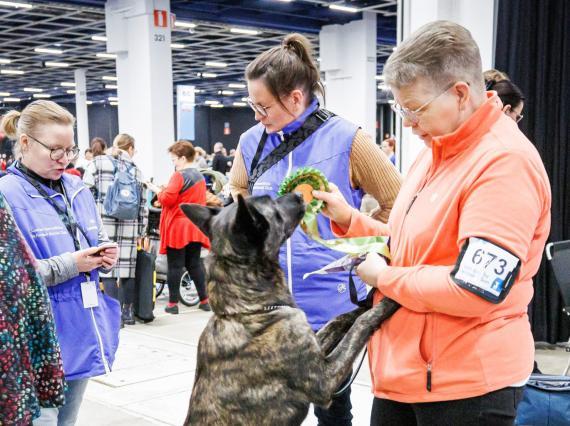 Kiva koirakko -palkinnon saanut koirakko.