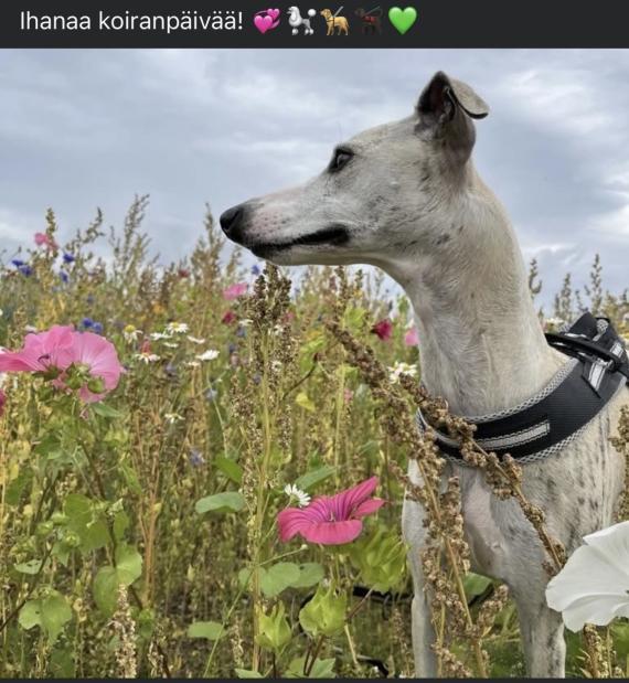 Somekuva Koiranpäivästä