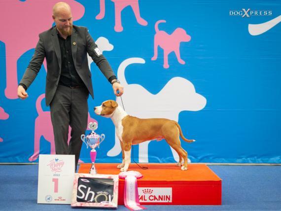 Helsinki Winner 2022 BIS puppy