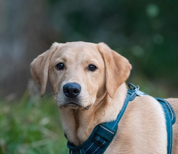 Labradorinnoutajan pentu