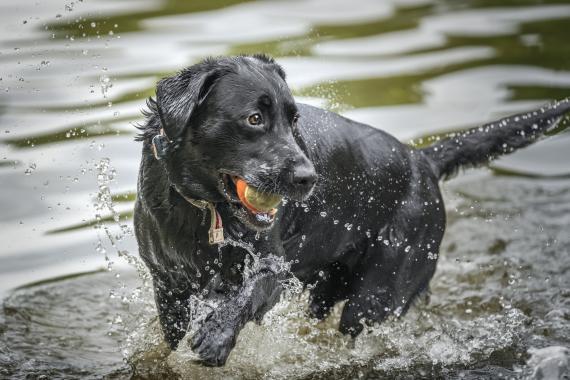 Labradorinnoutaja vesileikeissä