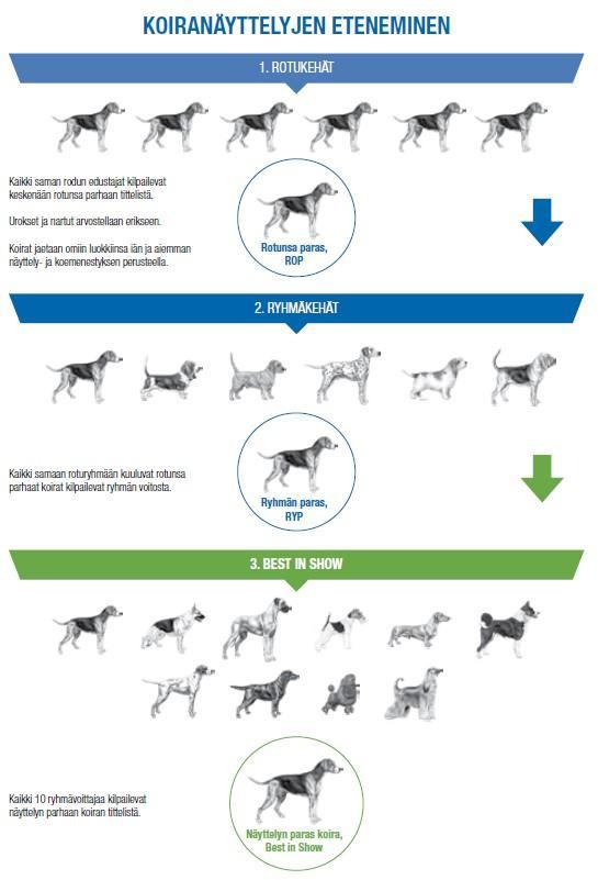Koiranäyttelyjen eteneminen