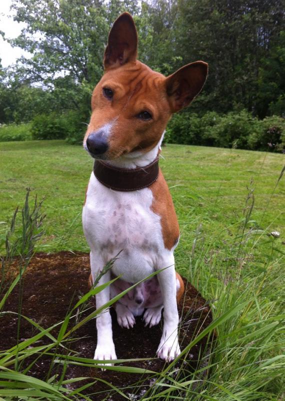 Sankarikoira Niilo, basenji