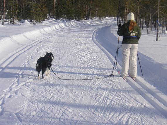 Kilpailun kunniamaininta Pello