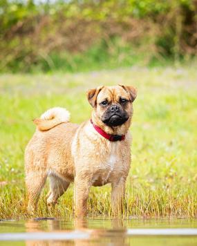 retro mops_Dexterous Rascals