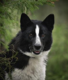 Karjalankarhukoira_Ida Lehtonen