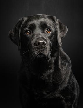 Labradorinnoutaja mustalla taustalla_Ida Lehtonen