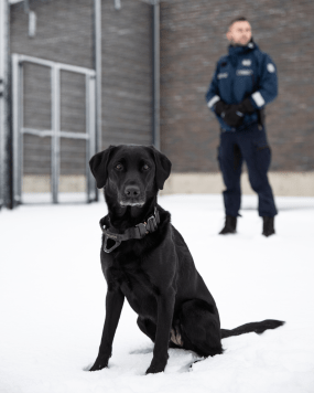 Vuoden vankilakoira 2025 Aava