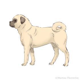 Pug vision_Martina Thorström