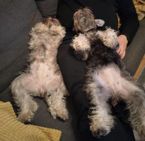 Vaikuttajafoorumi Siiri