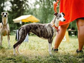 Whippet (kuva: Suvi Halonen)