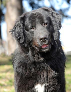 Mustaturkkinen Romanian Raven Shepherd Dog katsoo kameraan.