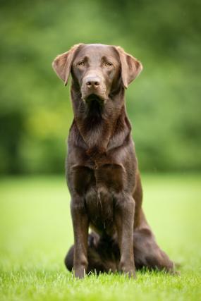 Labradorinnoutaja istumassa