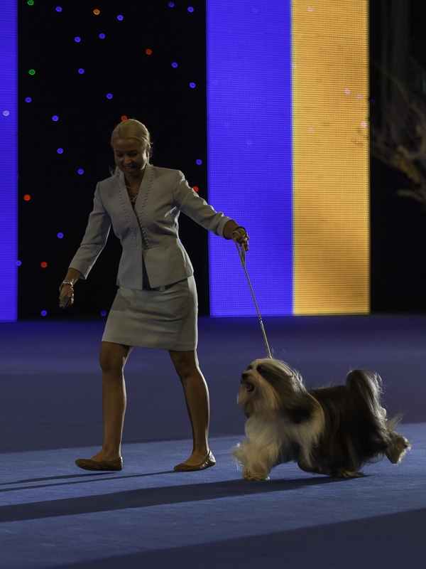The German-owned Tibetan Terrier Falamandus Remastered Edition, bred by Tanja Hakamo from Finland, was the winner of group 9.