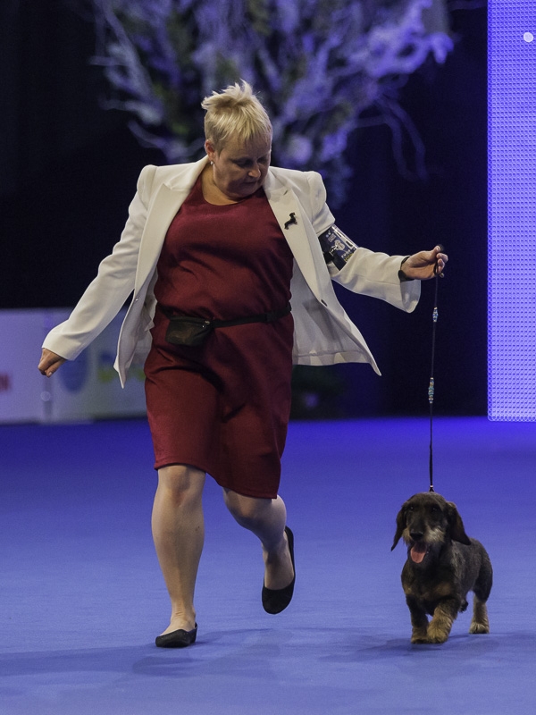 Wirehaired Dachshund Tres Pinheiros Wild Again, owned by Sari Hirvonen, was the best Junior of group 4.