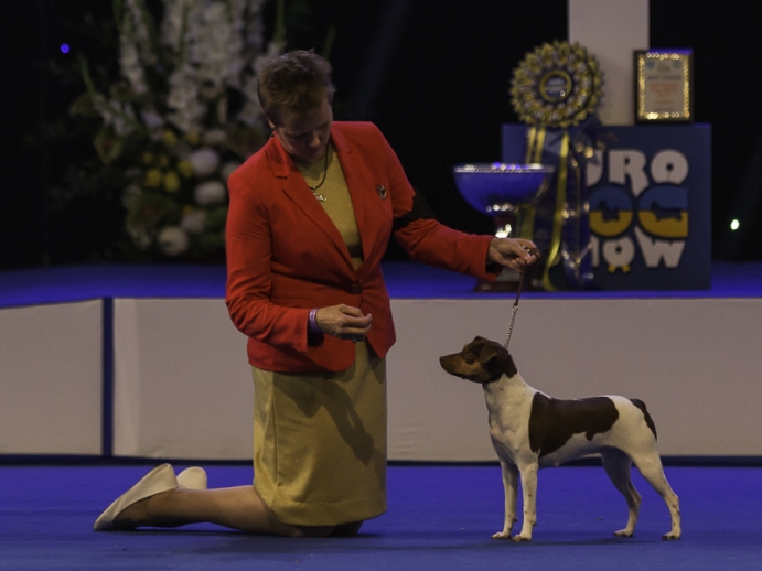 Brazilian Terrier Wildrunner's Catch the Game, owned by Pirjo Ylösmäki, was the best Junior of group 3.