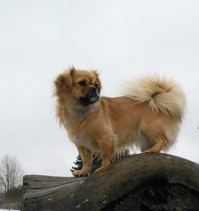 Tibetan Spaniel Nuppu also reacted to her owner’s attack of illness.