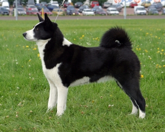Karelsk björnhund