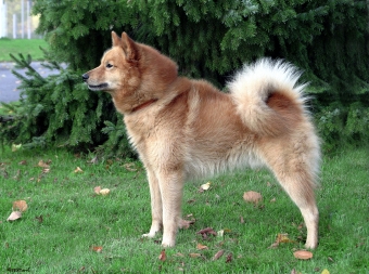 Finsk spets