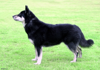 Lapsk vallhund